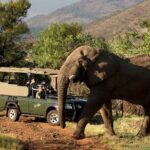 pilanesberg reserve elephant