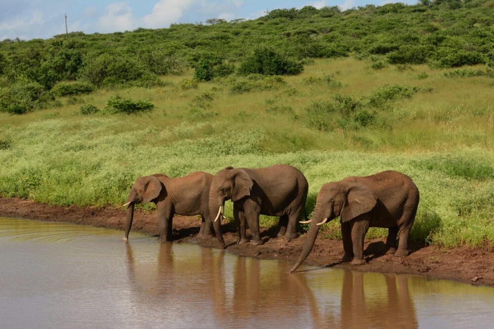 Zulu-Nyala-Game-Reserve-elephants